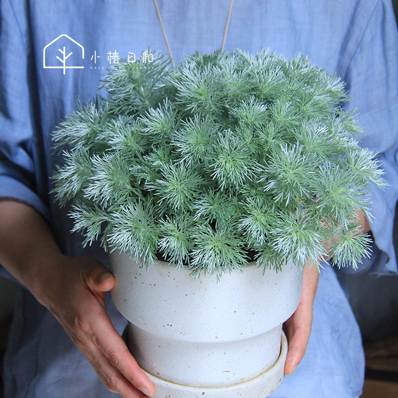 朝雾草 小椿日和 桌面绿植庭院阳台盆栽多年生观叶柔软治愈易养护