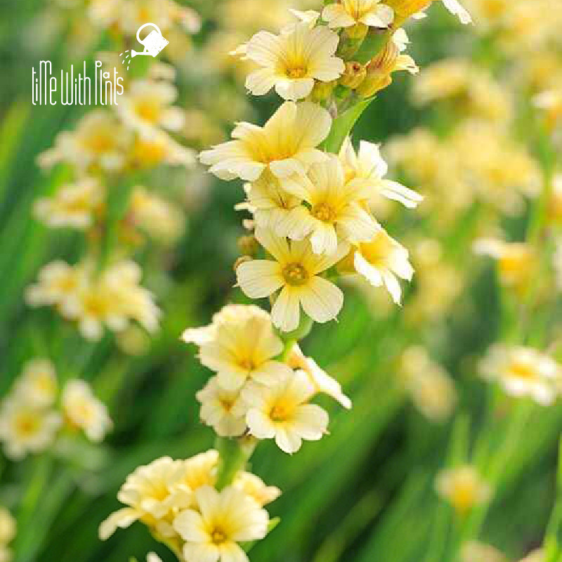 小椿园艺 智利条纹蓝眼草Sisyrinchium striatum耐寒半阴线性庭院 - 实物图