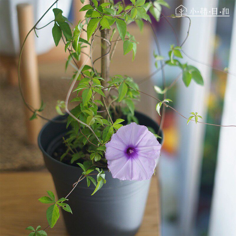 五爪金龙 小椿日和 掌叶牵牛花爬藤植物易养耐热庭院阳台盆栽花卉