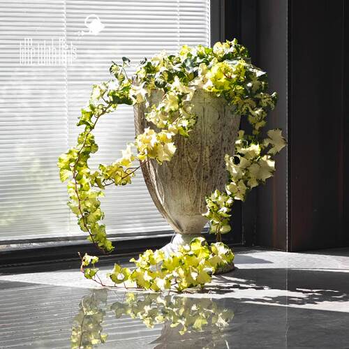 小椿园艺 日本雪莹白雪姬常春藤花叶稀有绿植垂吊绿植花卉盆栽