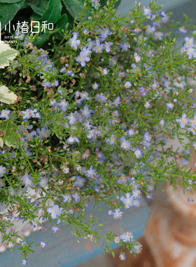 小椿日和 哈密瓜香地肤 常绿蓝色盆栽花卉趣味芳香懒人植物易养活