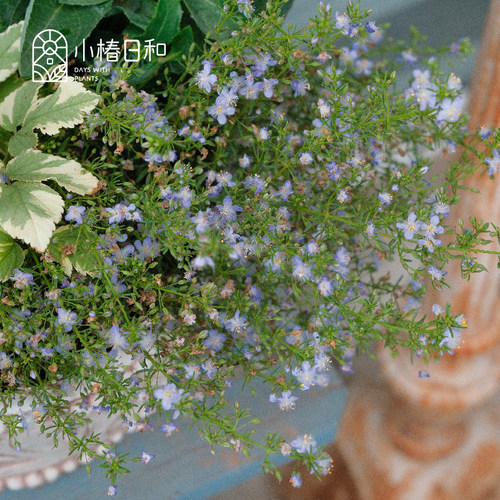 小椿日和 哈密瓜香地肤 常绿蓝色盆栽花卉趣味芳香懒人植物易养活
