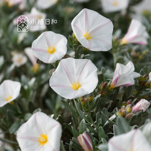 小椿日和旋花科旋花属多年生常绿