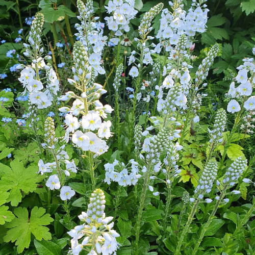 小椿日和龙胆婆婆纳宿根多年生草本植物高级蓝色花境花卉盆栽绿植