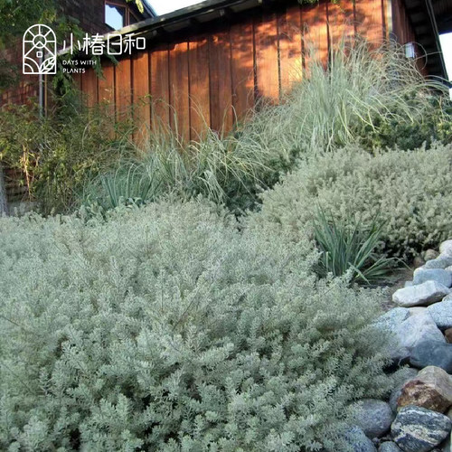 小椿日和 进口澳洲迷迭香 银叶普兰兹紫花 绿半耐寒灌木 香草植物
