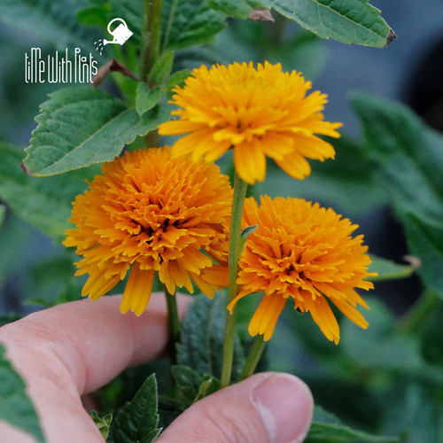 小椿园艺 重瓣赛菊芋‘朝日’ 新品 耐热耐寒多年生庭院盆栽花卉