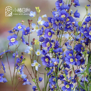 小椿日和 艳丽喜光芥 日冠花耐旱耐贫瘠多花盆栽组盆地被花境花卉