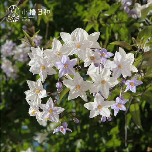 白花悬星藤庭院开花爬藤植物花墙