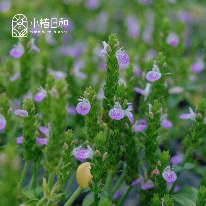 小椿日和 狐狸之巢-粉色项链爵床多季节开花匍匐百搭耐热花境盆栽
