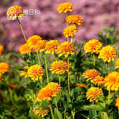 小椿日和 重瓣赛菊芋‘朝日’ 新品 耐热耐寒多年生庭院盆栽花卉