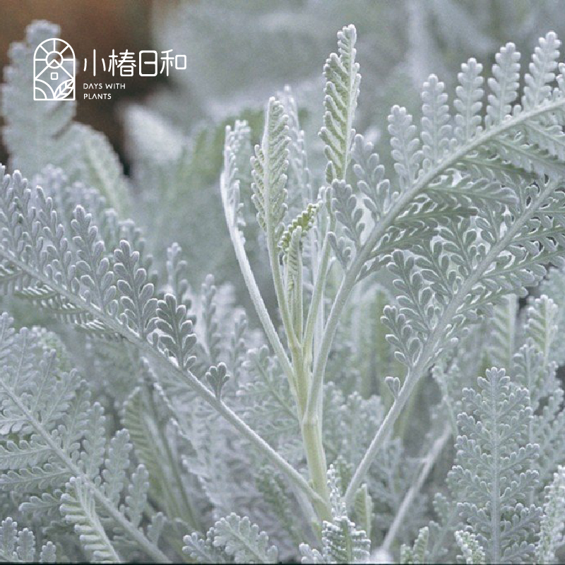 小椿日和蕾丝银叶菊赛车手四季观叶庭院盆栽阳台多年生易养护植物 鲜花速递/花卉仿真/绿植园艺 时令草本花卉 原图主图