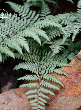 小椿日和 紫色画蕨 幽灵日本蹄盖蕨阳台盆栽苗庭院耐寒绿植物花卉