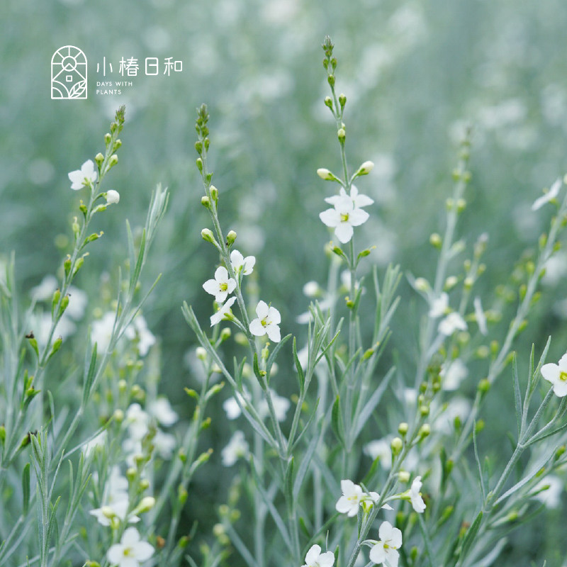 小椿日和 柳叶星河花日本进口银色叶片白色碎花耐热盆栽地栽庭院