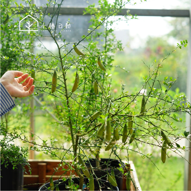 小椿日和 澳洲Finger Lime四季手指柠檬指橙鱼子酱阳台盆栽小果树
