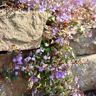 小椿日和 匍匐平卧婆婆纳梅西尔夫人多年生地被垂吊盆栽耐热耐寒