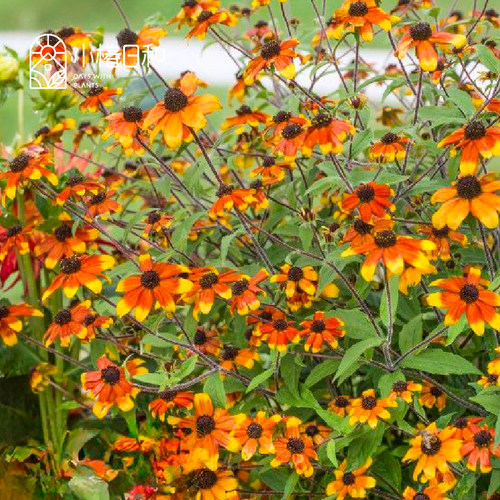 小椿日和 三裂金光菊野火 草原之光花卉盆栽耐热阳台花园抗旱耐寒