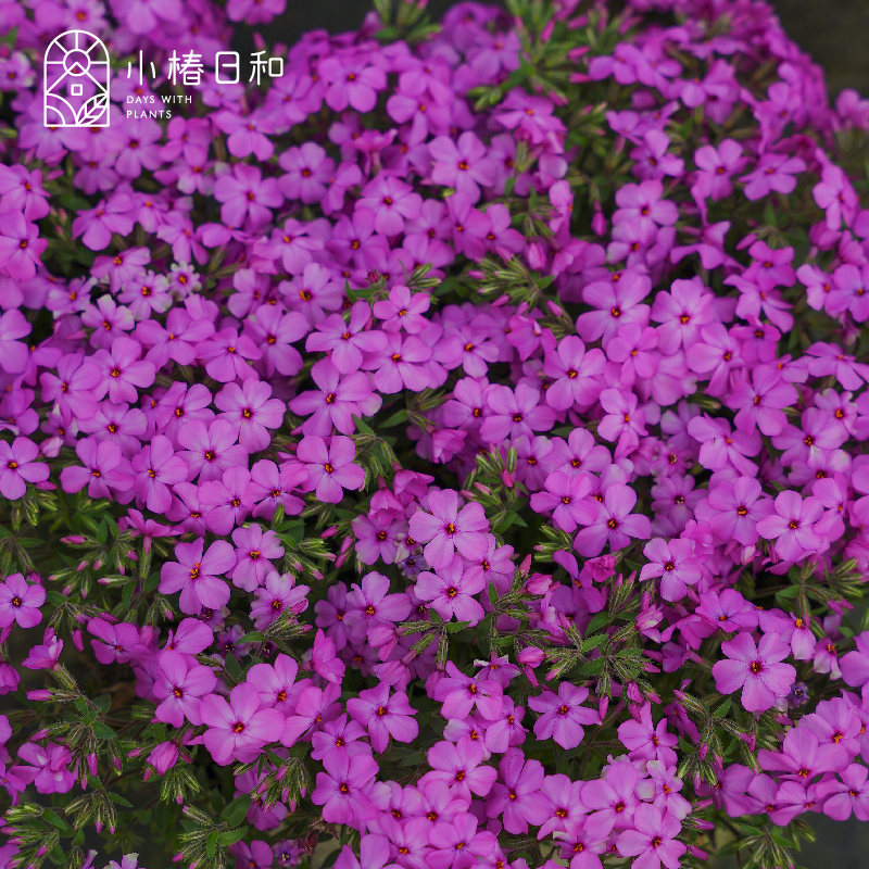 小椿日和 日本蔓茎福禄考紫色粉色舍伍德花卉宿根地被植物庭院