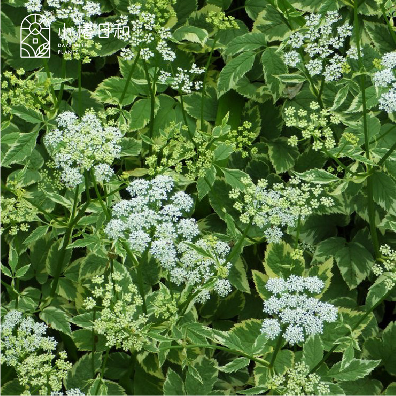 小椿日和 花叶羊角芹 可食用观叶观花多年生耐阴耐寒庭院花卉盆栽