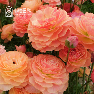 小椿日和 重瓣花毛茛浪漫系列Romance巨星系列进口一代多年生球根