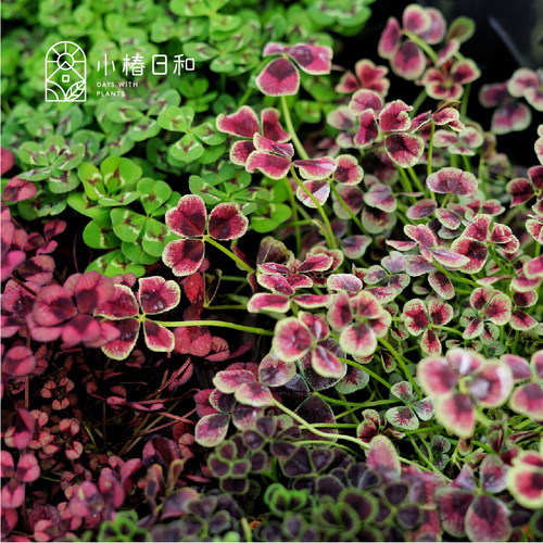 四叶草植物素材模板 四叶草植物图片下载 小麦优选