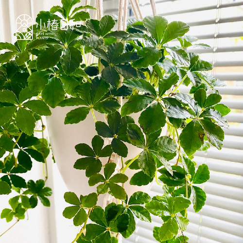 小椿园艺 爬山虎糖藤新品匍匐爬藤垂吊攀援常绿耐阴室内盆栽植物