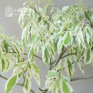 小椿日和 斑叶灯台树 花叶婚礼蛋糕树花境骨架落叶乔木秋色庭院