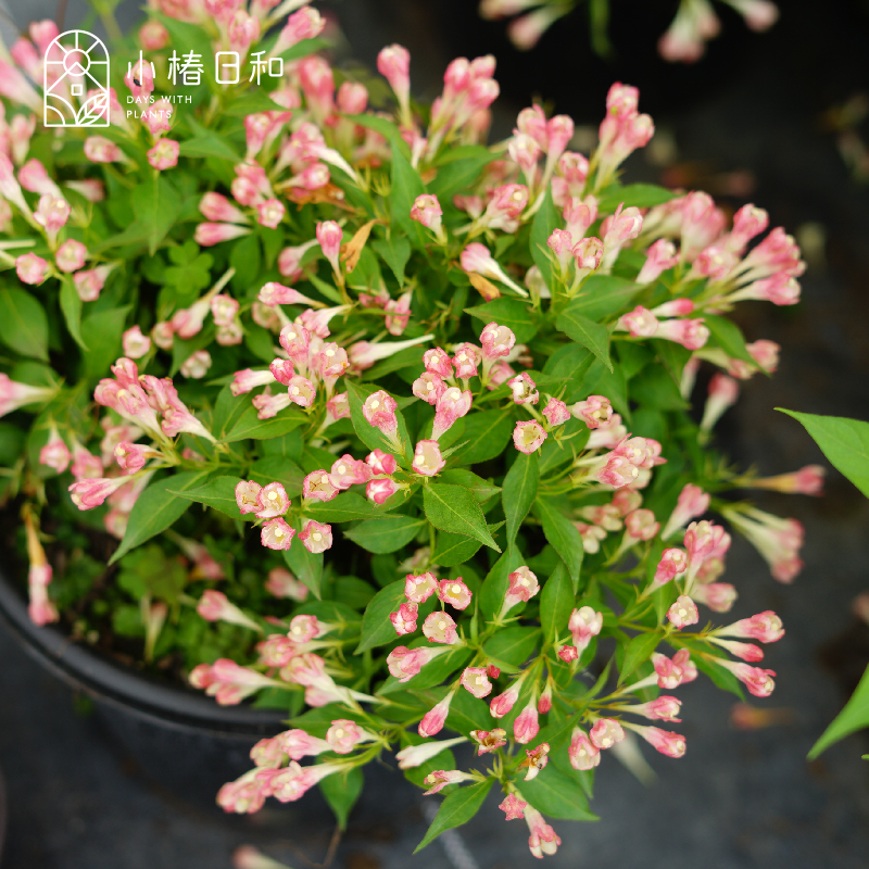 小椿日和 锦带粉桃子 花期长灌木耐热耐晒耐寒庭院阳台盆栽绿植