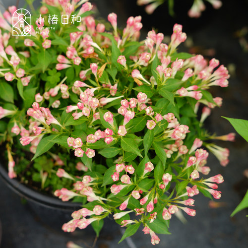 小椿日和 锦带粉桃子 花期长灌木耐热耐晒耐寒庭院阳台盆栽绿植