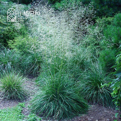 小椿日和 发草仙泉 Deschampsia cespitosa 雾状岩石雨水花园耐寒