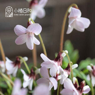 小椿日和 裂叶堇菜 薄紅肥後宿根多年生地被组盆素材庭院盆栽花园