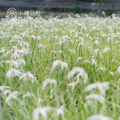 小椿日和 白鹭莞星光草 迷你伞草水培半水生植物水草阳台水池盆栽
