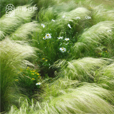 小椿日和蓝羊茅针茅墨西哥羽毛草耐旱耐寒观赏草庭院花境花园绿植