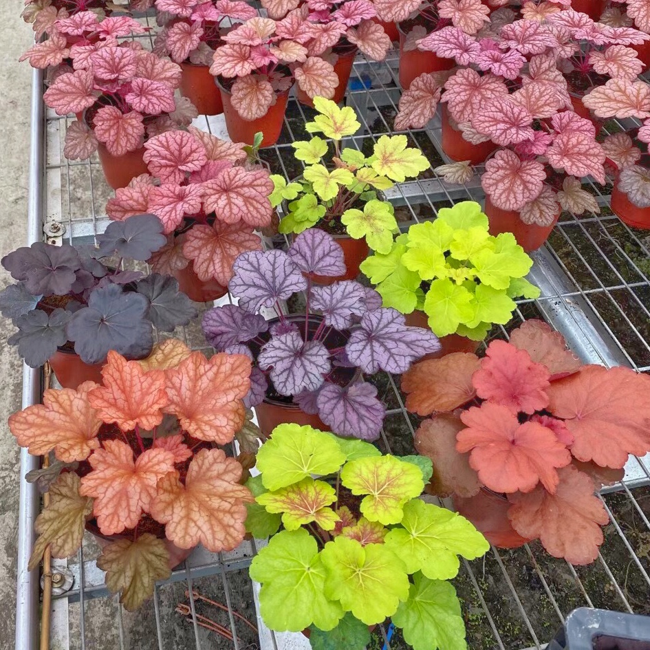 小椿日和  矾根盆栽彩叶草观叶花卉植物阳台庭院室内好养活包邮