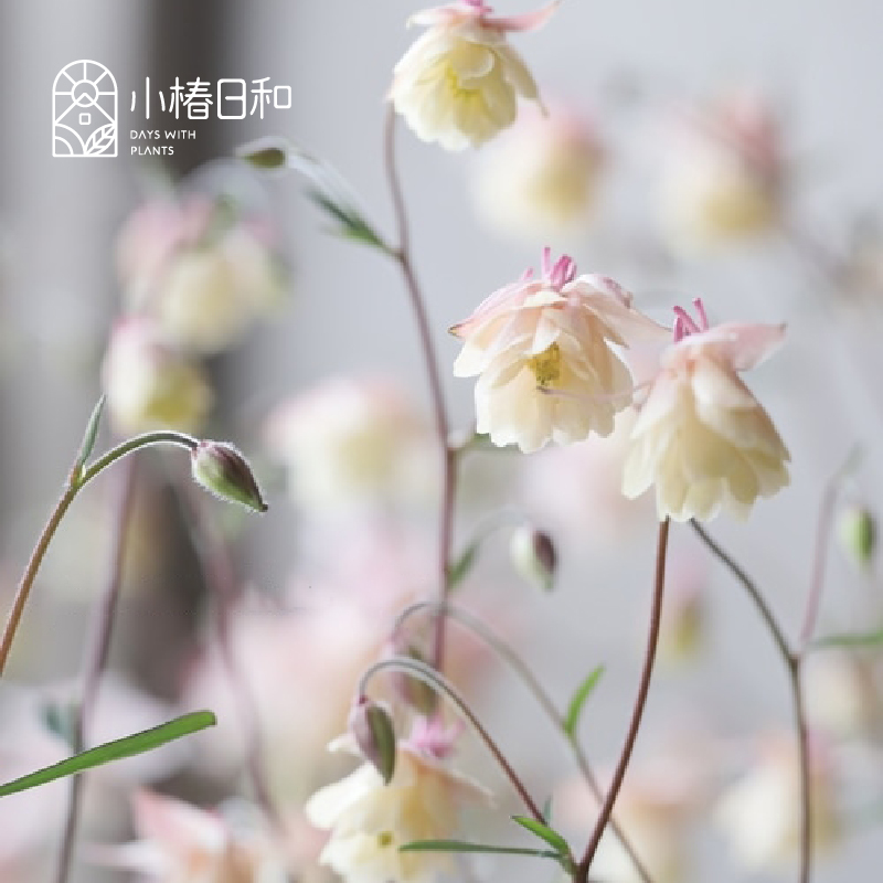 小椿日和  粉花无距斑叶花叶耧斗菜 多年生耐热耐寒花卉盆栽