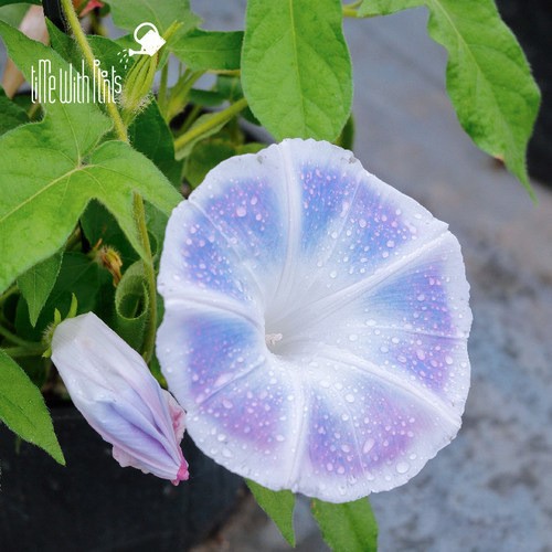 小椿日和 日系牵牛花 朝颜系列白月光富士花轮淡茶团十郎盆栽庭院