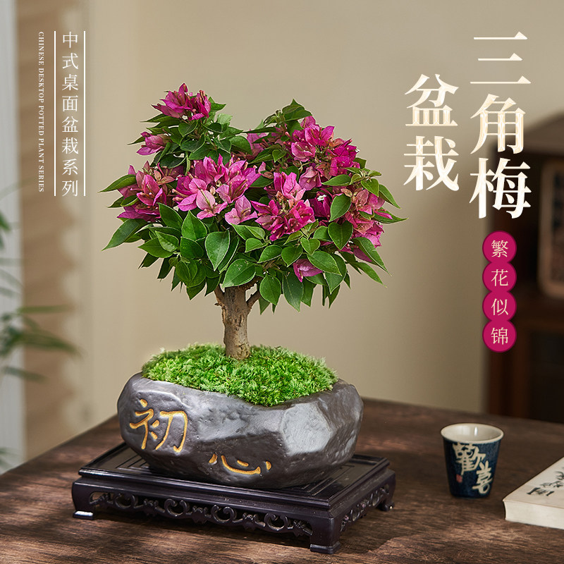 三角梅盆栽老桩造型盆景室内客厅阳台花卉开花好养桌面绿植