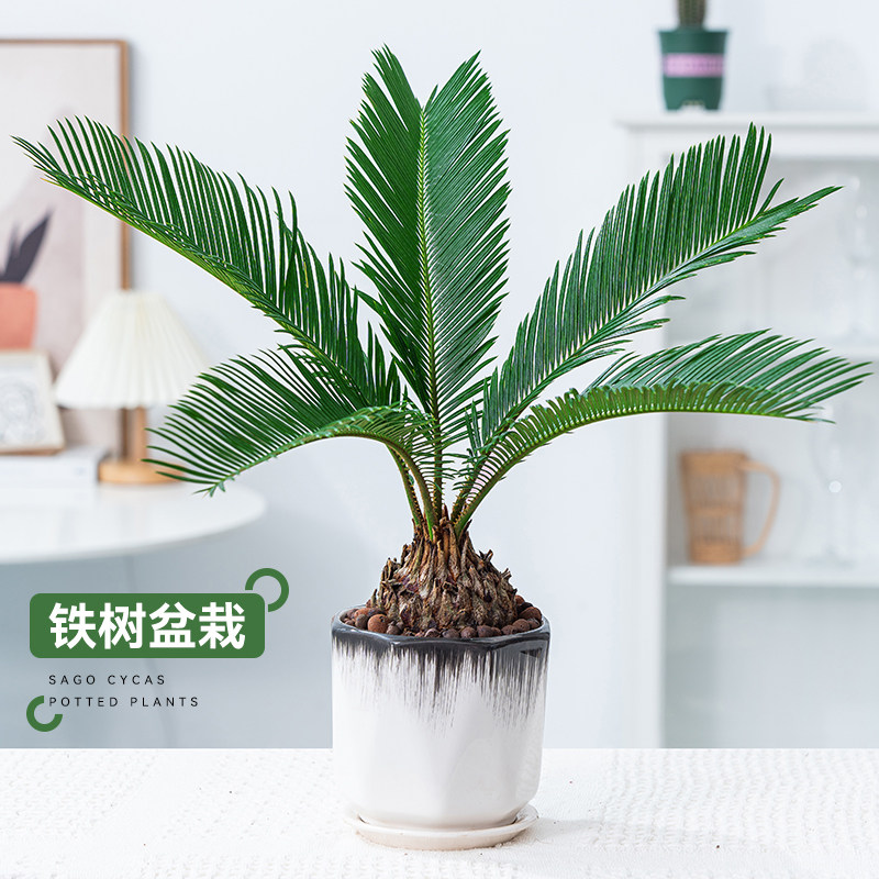 铁树盆栽室内外客厅办公室净化空气防辐射四季常青好养苏铁绿植