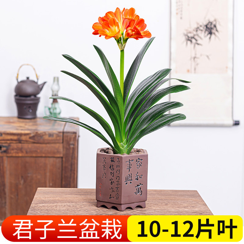 君子兰盆栽四季常青客厅室内观花高档绿植大盆景圆头和尚好养花卉