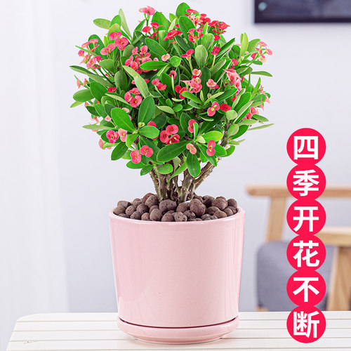 虎刺梅铁海棠盆栽阳台室内植物