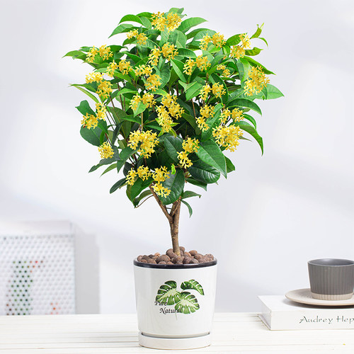 绿植桂花浓香型四季好养易活树苗