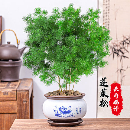 蓬莱松盆栽生肖猴植物室内招财小盆景常青好养净化空气花卉