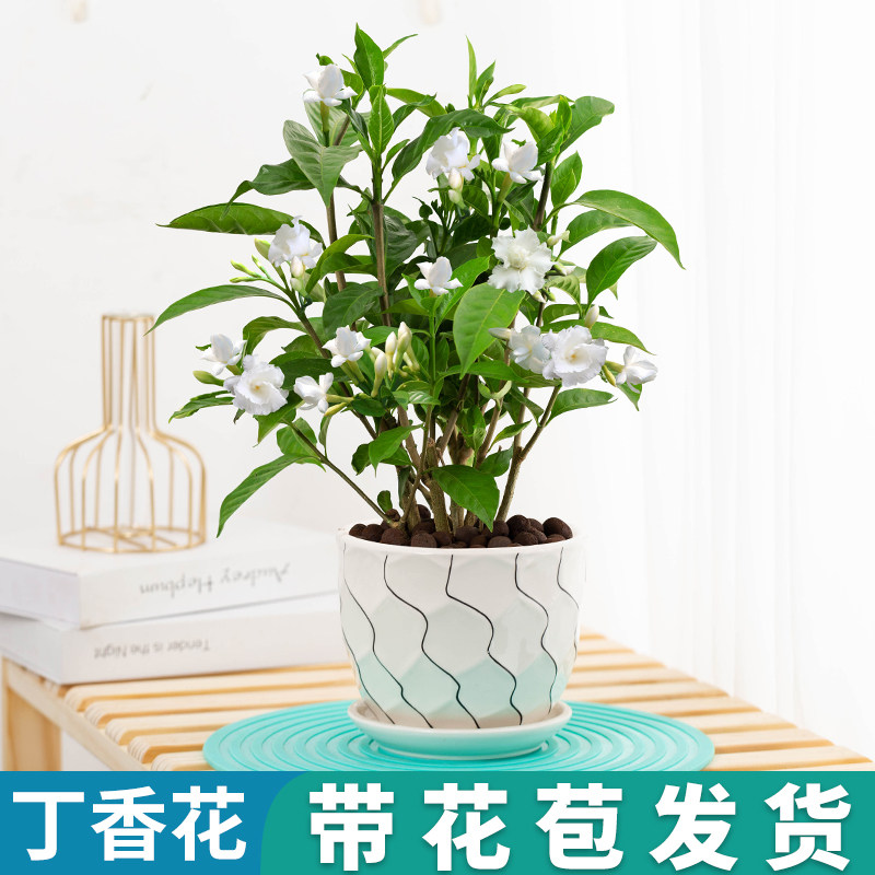 丁香花树苗盆栽浓香室内外阳台庭院植物开花卉四季好养易活绿植