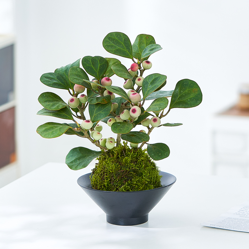 带果苔藓球小盼菩提盆栽室内植物