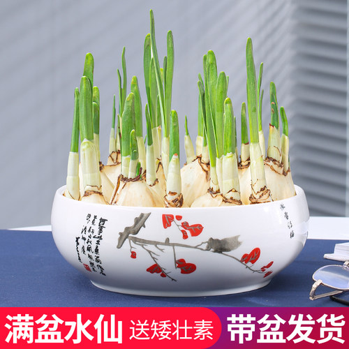 带盆正宗漳州水仙花种球冬季花卉