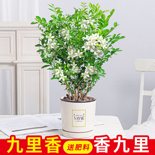 九里香盆栽浓香四季 开花老桩室内阳台绿植七里香驱蚊植物花卉盆景