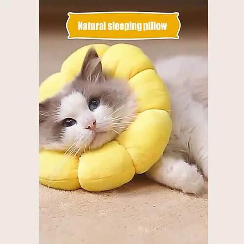 Cat Sunflower Elizabeth Cotton Neck Sterilization Feeding An