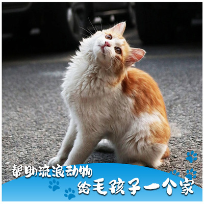 日行一善 救助流浪动物 让它们的流浪和境遇得以改善 最贵的东西