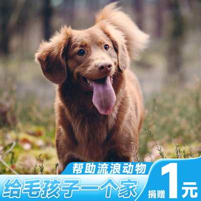 【慈善募捐】日行一善 救助流浪动物 阿里公益拯救毛孩子渡过冬天