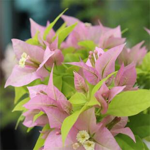 粉红豹  盆苗四季开花爬藤植物花卉盆栽包对版300天花期