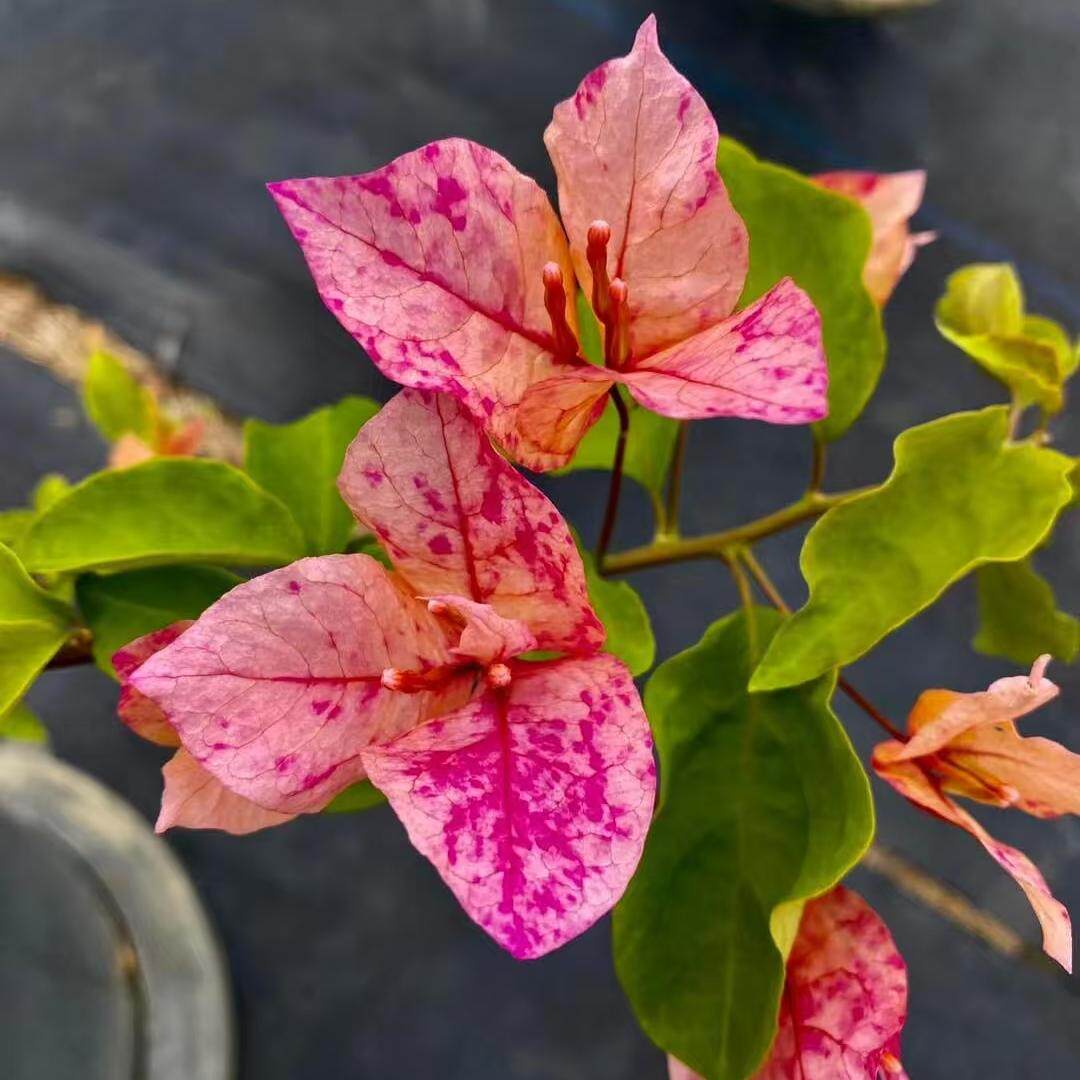 阿朱娜 三角梅四季开花爬藤植物花卉 包对版 - 实物图